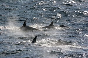 Orcas, Neumayer Channel, Antarctica 044.jpg
